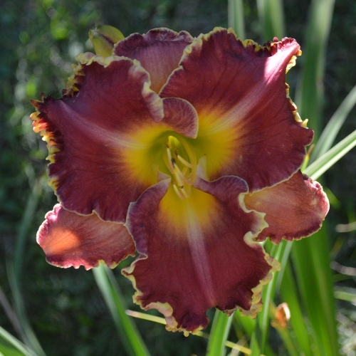 Daylily-MKB6-1-1200x-DSC 0088