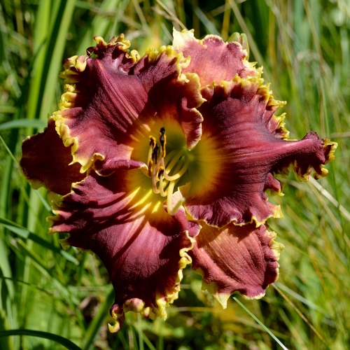 Daylily-MKB6-1-1200x-DSC 0414