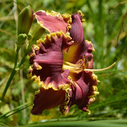 Daylily-MKB6-1-1200x-DSC 0420