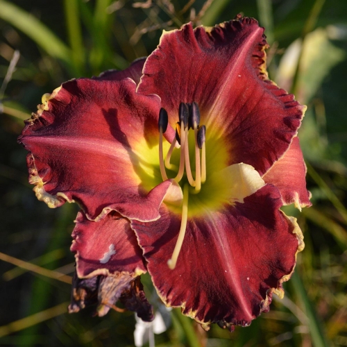 Daylily-MKB6-1-1200x-DSC 0548