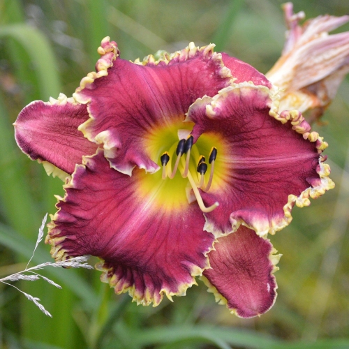 Daylily-MKB6-1-1200x-DSC 0684