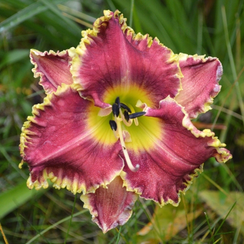 Daylily-MKB6-1-MOM-1200x-DSC 0297