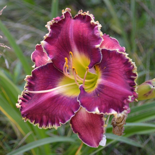 Daylily-MKB6-1-MOM-1200x-DSC 0362