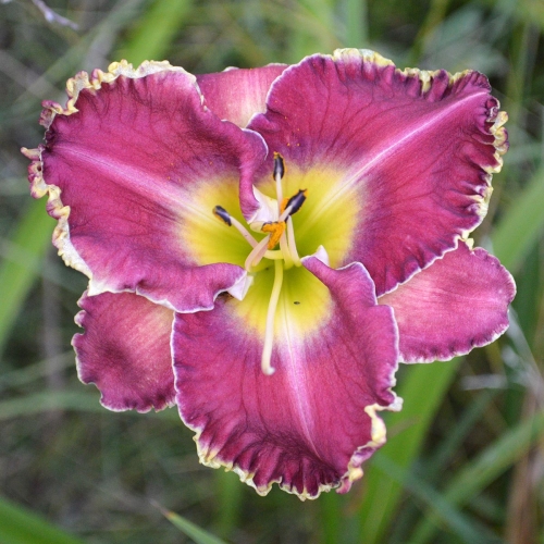Daylily-MKB6-1-MOM-1200x-DSC 0444