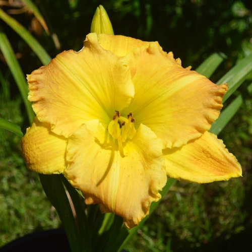 Daylily (Hemerocallis) Matt