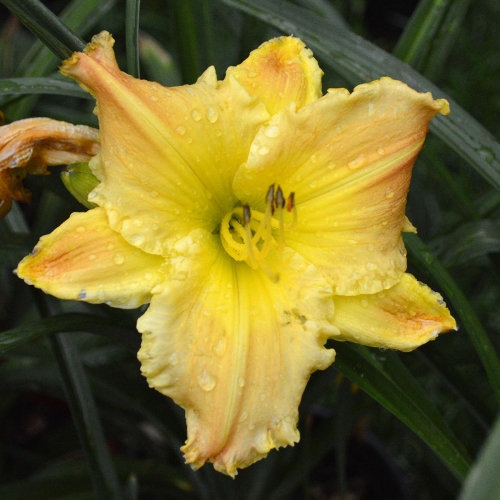 Daylily-Matt-1200x-DSC 0098