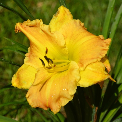 Daylily-Matt-1200x-DSC 0491