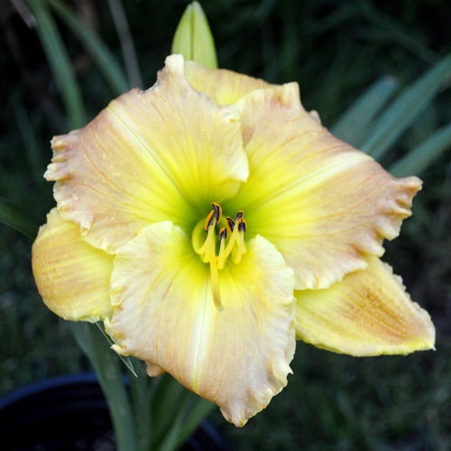 Daylily-Matt-1200x-DSC 0931