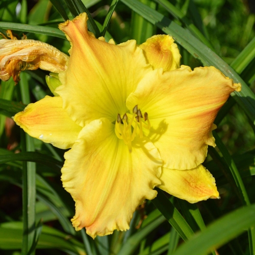 Daylily-Matt-1200x-DSC 0976