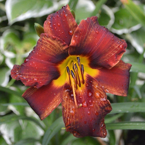 Daylily (Hemerocallis) Matthew Martin