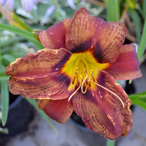 Daylily-Matthew-Martin-1200x-DSC 0162