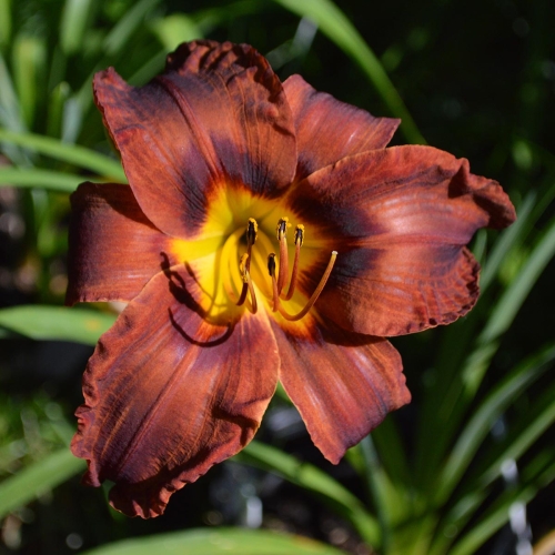Daylily-Matthew-Martin-1200x-DSC 0200