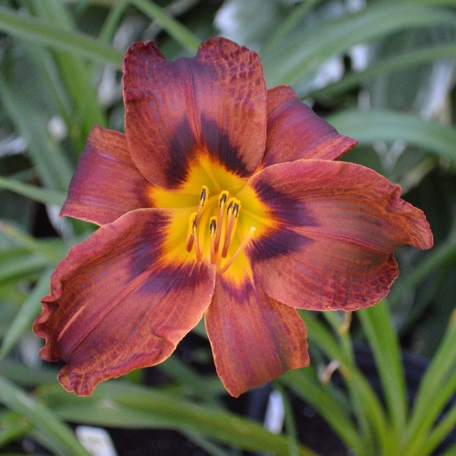Daylily-Matthew-Martin-1200x-DSC 0204