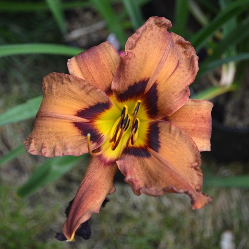 Daylily-Matthew-Martin-1200x-DSC 0376