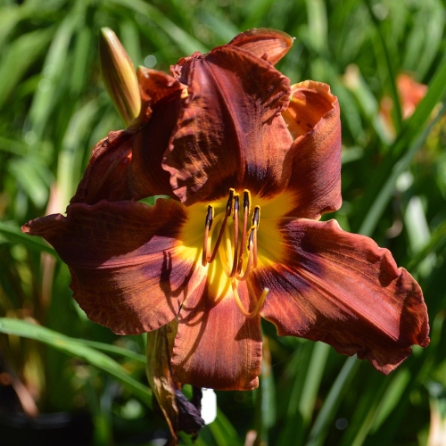 Daylily-Matthew-Martin-1200x-DSC 0490