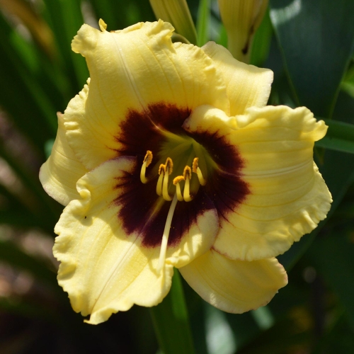 Daylily-Monkey-Maker-1200x-DSC 0057