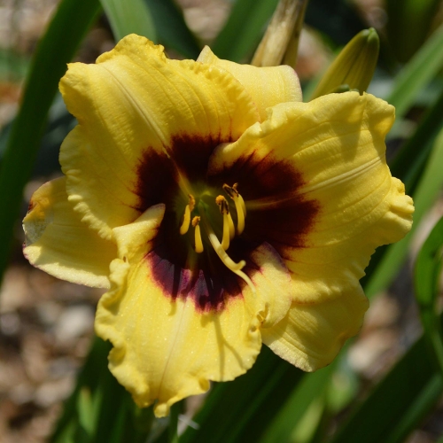 Daylily-Monkey-Maker-1200x-DSC 0058