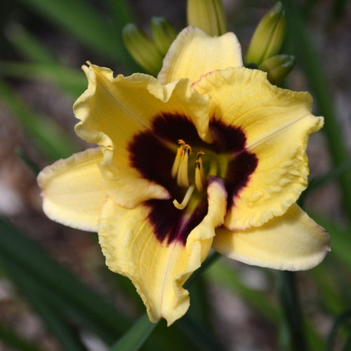 Daylily-Monkey-Maker-1200x-DSC 0246