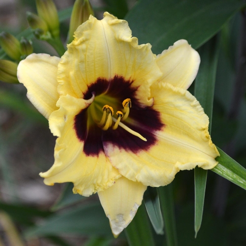Daylily-Monkey-Maker-1200x-DSC 0403