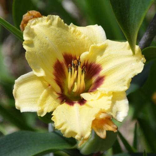 Daylily-Monkey-Maker-1200x-DSC 0589
