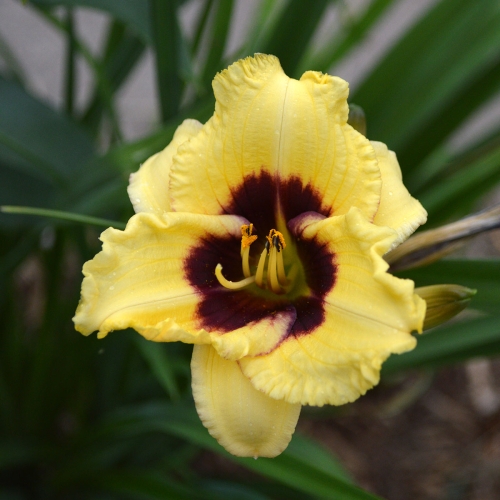 Daylily (Hemerocallis) Monkey Maker