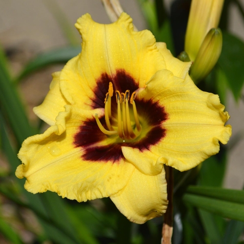 Daylily-Monkey-Maker-1200x-DSC 0610