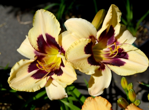 Daylily-Moonlit-Maquerade-1200h-DSC 0294