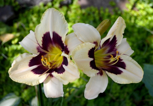 Daylily-Moonlit-Masquerade-1200h-DSC 0300