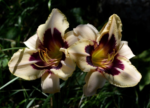 Daylily-Moonlit-Masquerade-1200h-DSC 0365