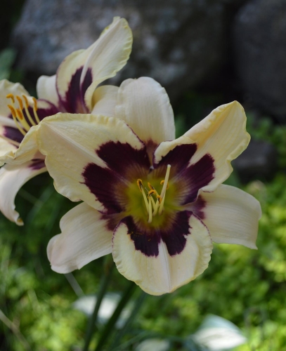 Daylily-Moonlit-Masquerade-1200w-DSC 0303
