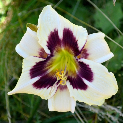Daylily-Moonlit-Masquerade-1200x-DSC 0189