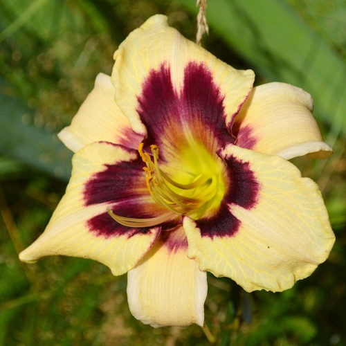 Daylily-Moonlit-Masquerade-1200x-DSC 0191
