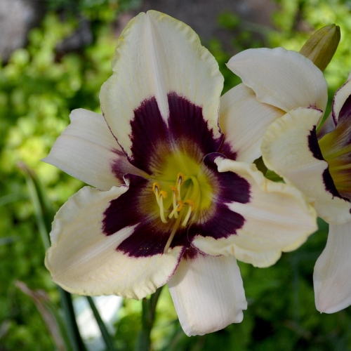 Daylily-Moonlit-Masquerade-1200x-DSC 0301