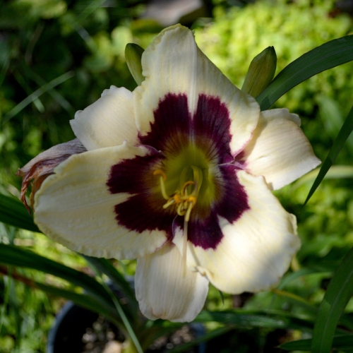 Daylily-Moonlit-Masquerade-1200x-DSC 0531