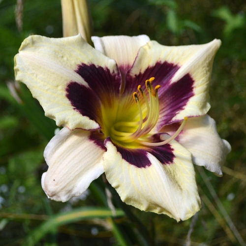 Daylily-Moonlit-Masquerade-1200x-DSC 0827