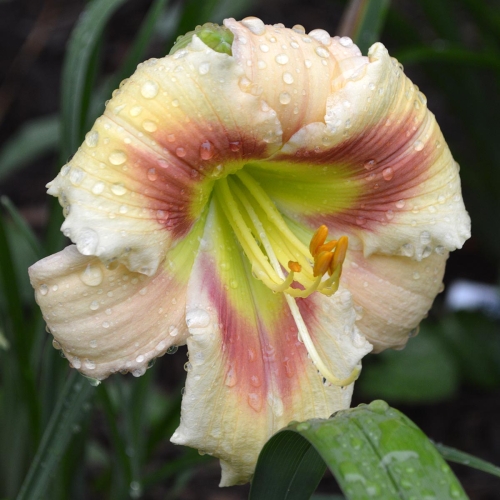 Daylily-Navajo-Princess-1200x-DSC 0116
