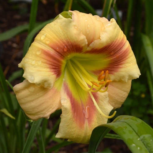 Daylily-Navajo-Princess-1200x-DSC 0134