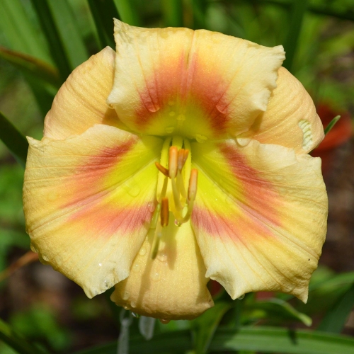 Daylily-Navajo-Princess-1200x-DSC 0620
