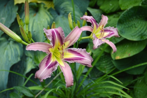 Daylily-Ocean-Spirit-1200h-DSC 0916
