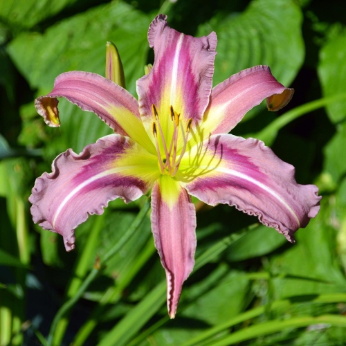 Daylily-Ocean-Spirit-1200x-DSC 0188
