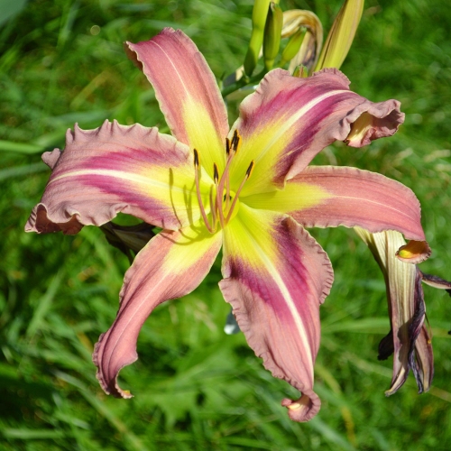 Daylily-Ocean-Spirit-1200x-DSC 0192