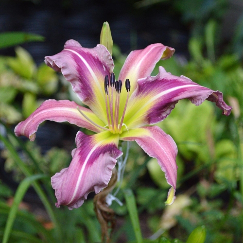 Daylily-Ocean-Spirit-1200x-DSC 0249