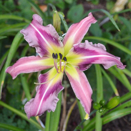 Daylily-Ocean-Spirit-1200x-DSC 0250