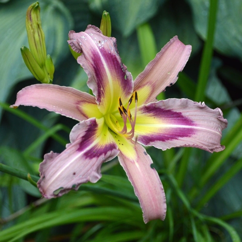 Daylily-Ocean-Spirit-1200x-DSC 0910
