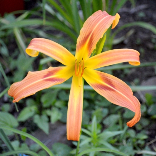 Daylily (Hemerocallis) Old-fashioned Maiden