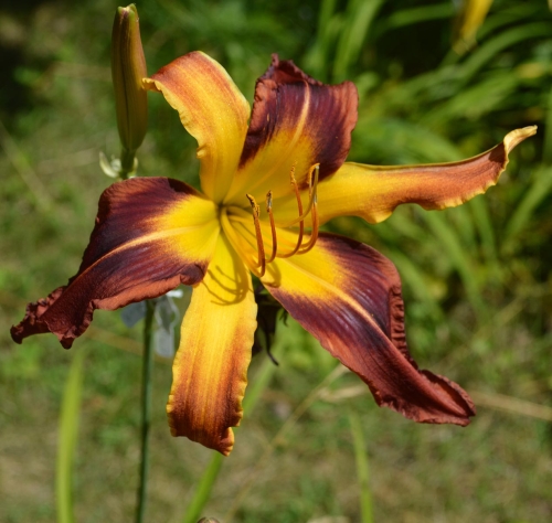 Daylily-PB-18-004-1200h-DSC 0635