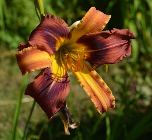 Daylily-PB-18-004-1200w-DSC 0518