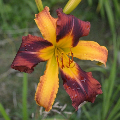 Daylily (Hemerocallis) PB 18-004, Unregistered Seedling