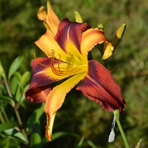 Daylily-PB-18-004-1200x-DSC 0157