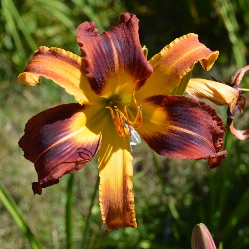 Daylily-PB-18-004-1200x-DSC 0158